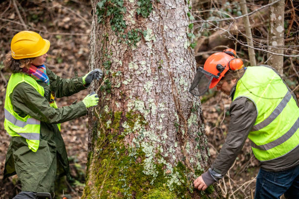 How Our Tree Care Process Works  in  Williamsburg, PA